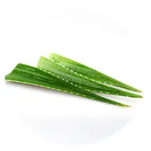 Aloe vera leaf natural plant ingredient