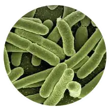 Lactobacillus acidophilus probiotic bacteria